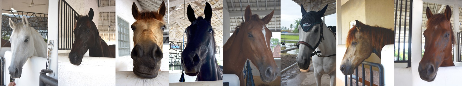 Royal Sporthorse Bali Meet our horses