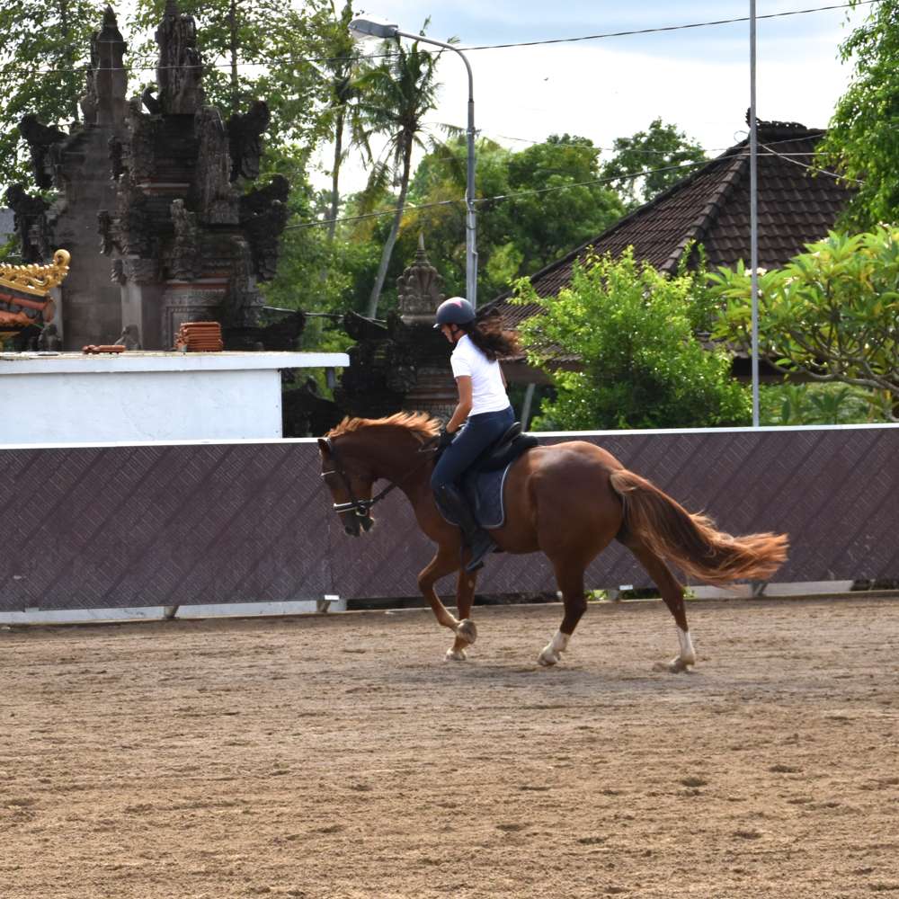 Royal Sporthorse Bali Riding