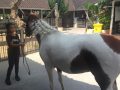 Horse Riding in Bali | Royal Sporthorse Bali - Canggu