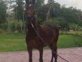 Horse Riding in Bali | Royal Sporthorse Bali - Canggu